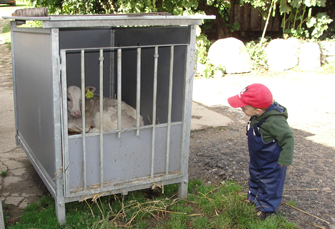 Tierartgerechet Haltung - eine Kälberbox.